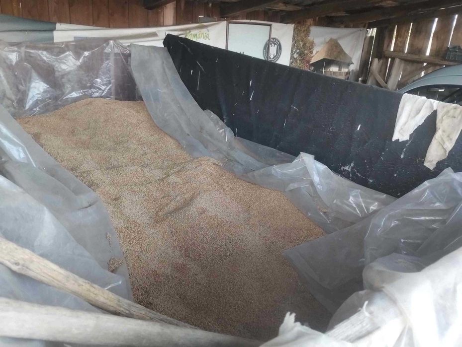 Vand 250kg grau recolta 2025, pret 1 leu/kg