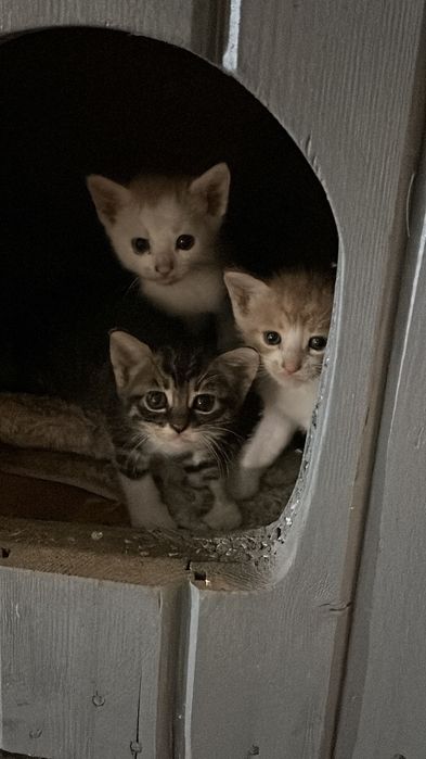 Pisici prietenoase pentru adoptie