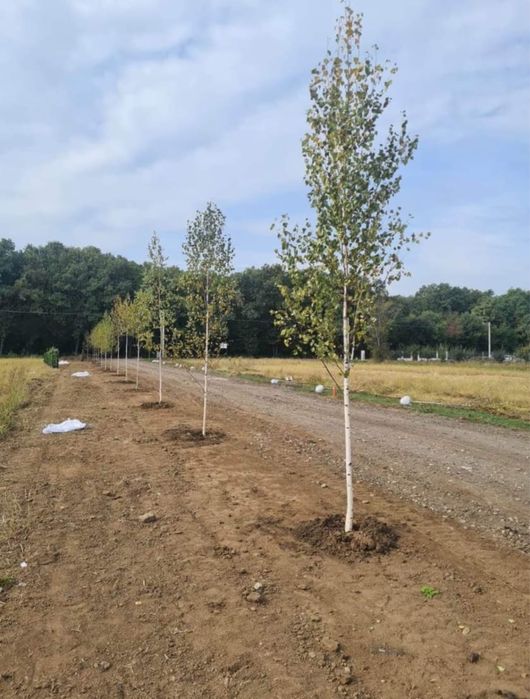 Mesteacan Alb si multe alte plante