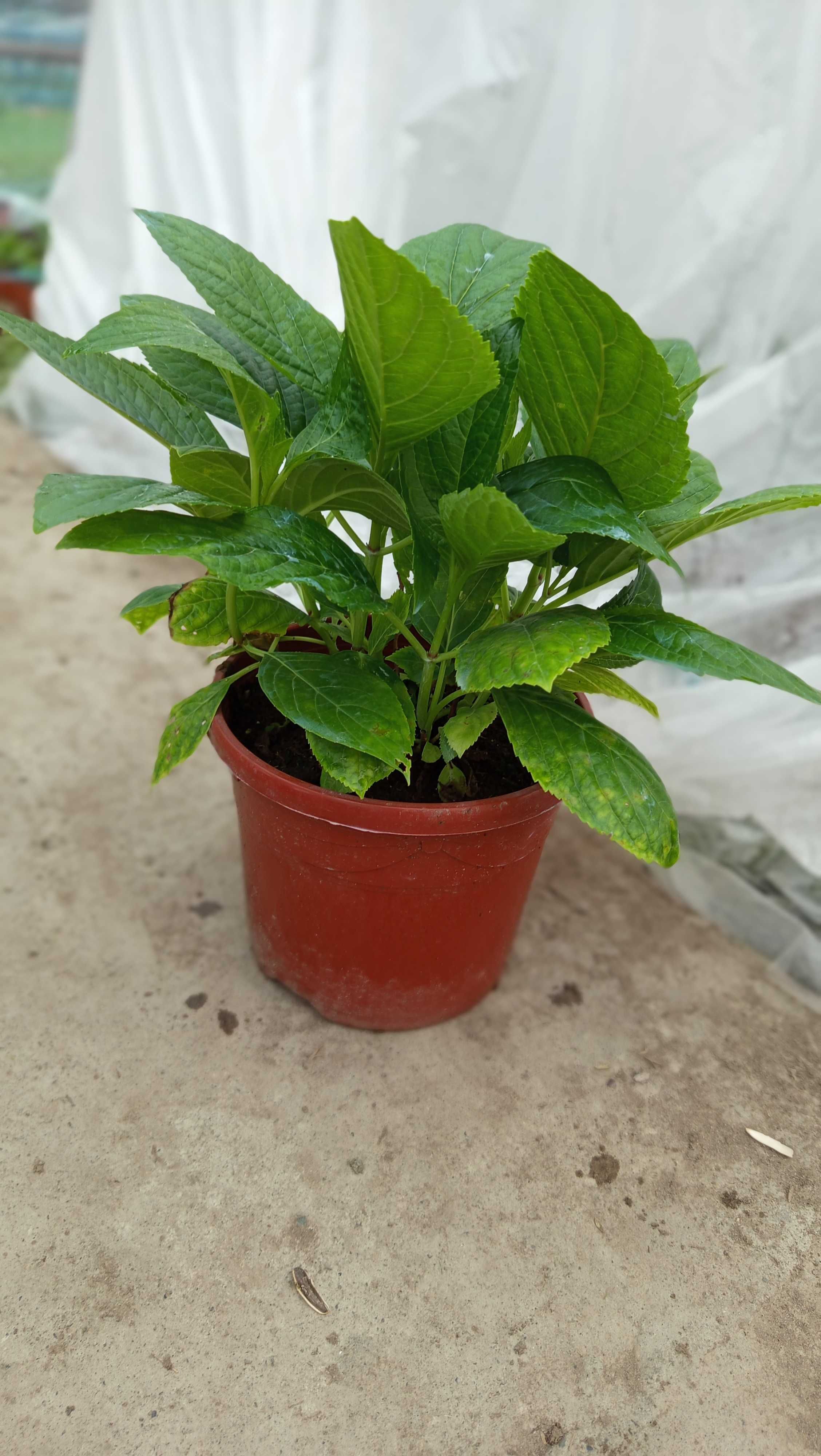 Gartenziya koʻchatlari tayyor