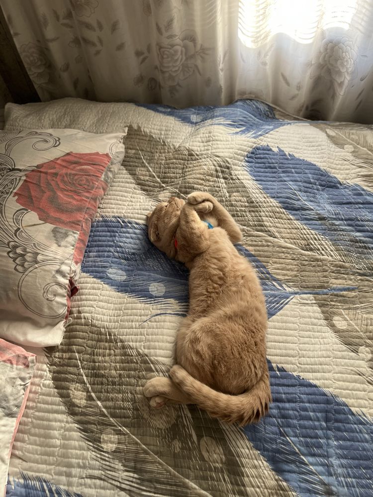 Кот скотиш страйт
