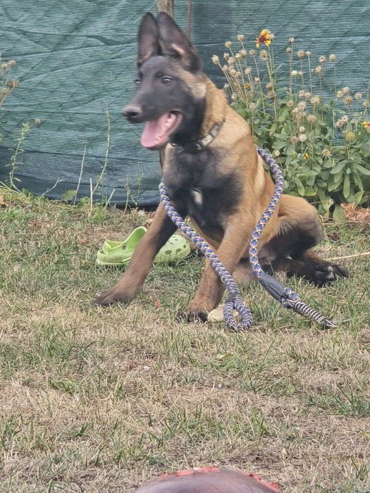 Продавам Белгийска овчарка на 7 месеча