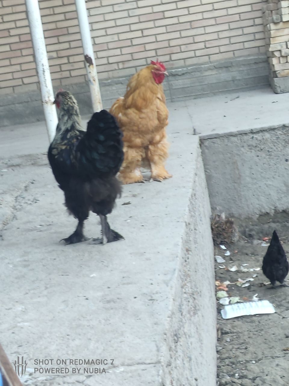 Брама товук хурозлар