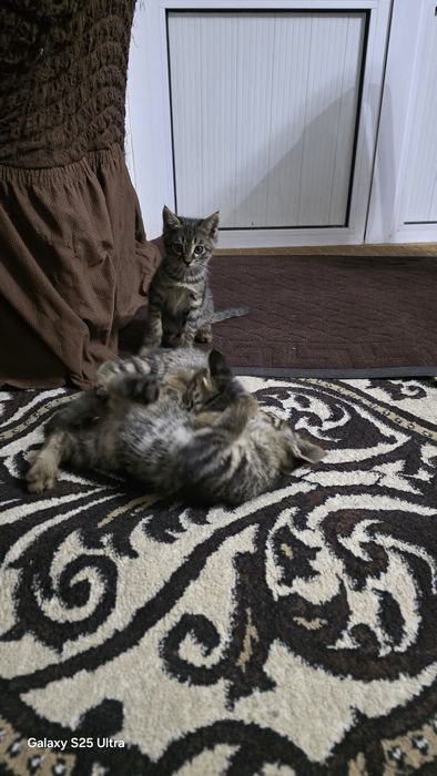 Есть 3 хулиган котёнки