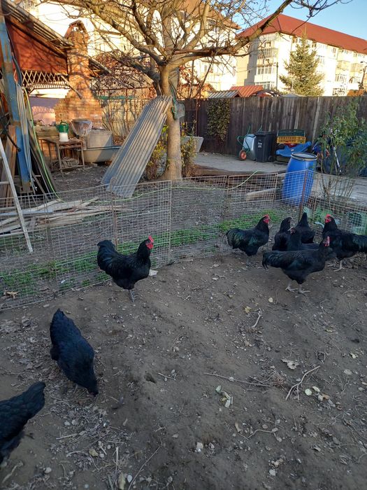 Vând cocoși din rasa Australorp