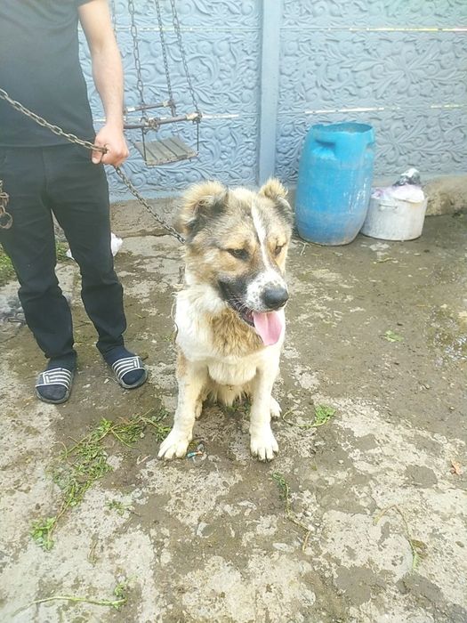 Добрая собака хороший