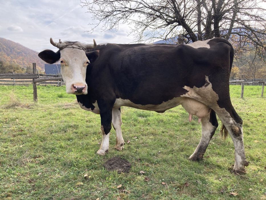 Vaca pentru lapte