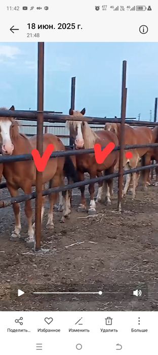 Русс тяж , Кушум бие