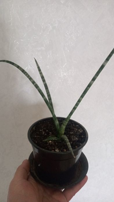 Эпипремнум..  сансевиерия трёхполосная и  цилиндрическая.