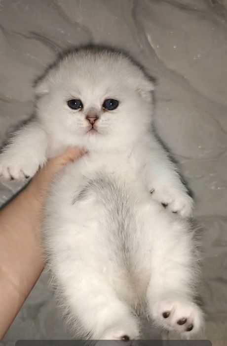 скотиш фолд серебристая шиншилла