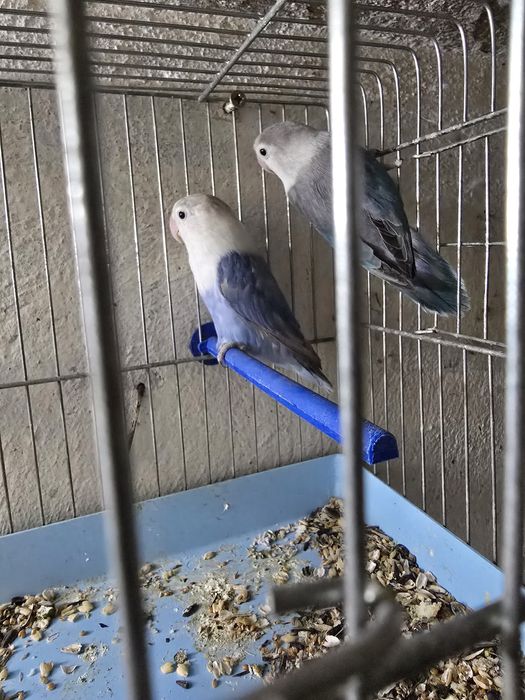 Попагали Неразделки