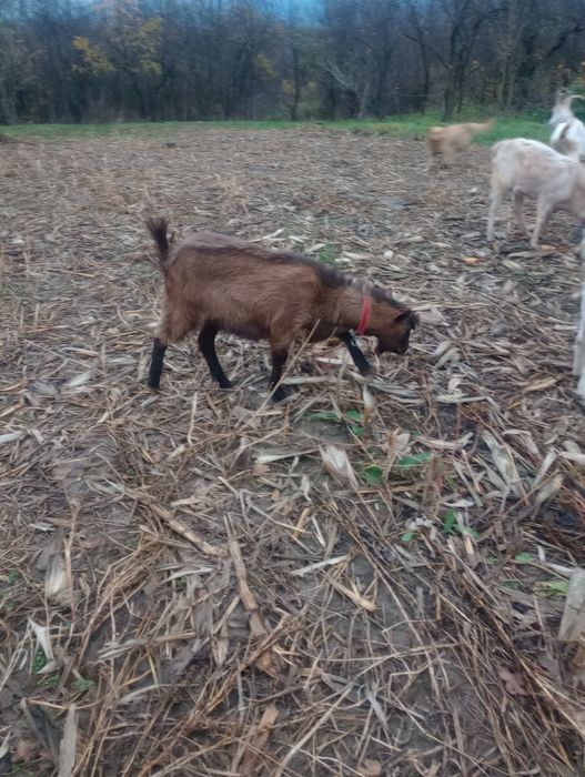 Vând 2 țapi unu alpin și unu sanan