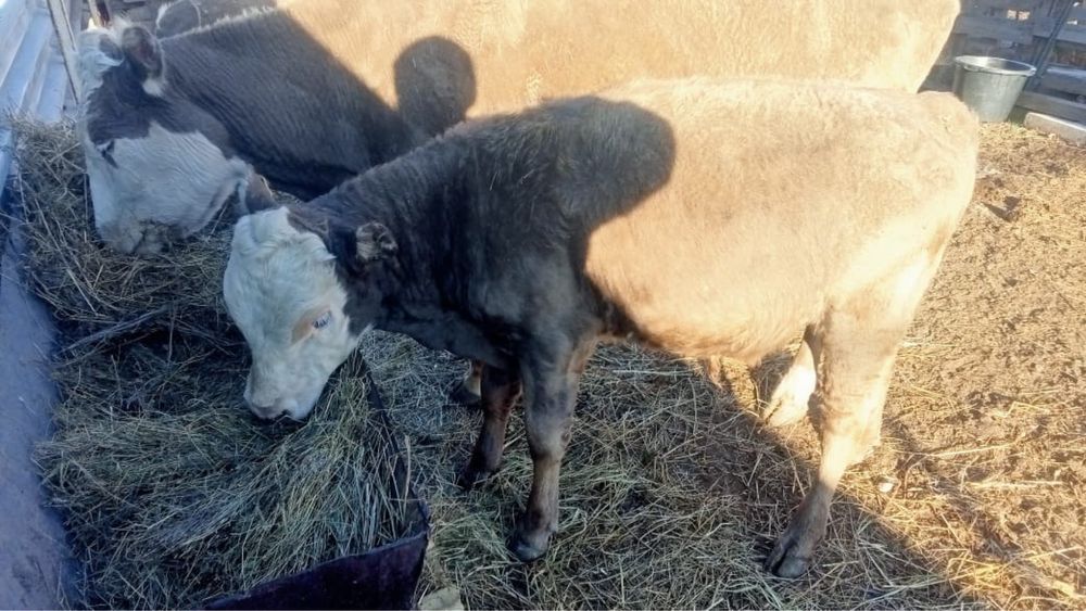 Продам корову с теленком