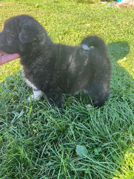 Akita Inu Japonez, donatie