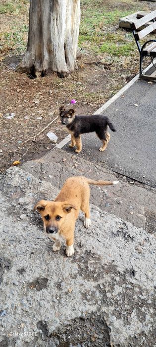 Щенки ищут дом!!!