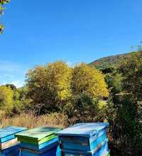Пчелен мед - липа и планински букет