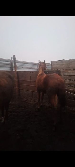 Продам жеребчиков