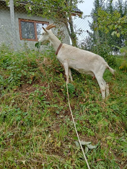 Vând capră de rasa sanen montată,mai da un litru de lapte la zi