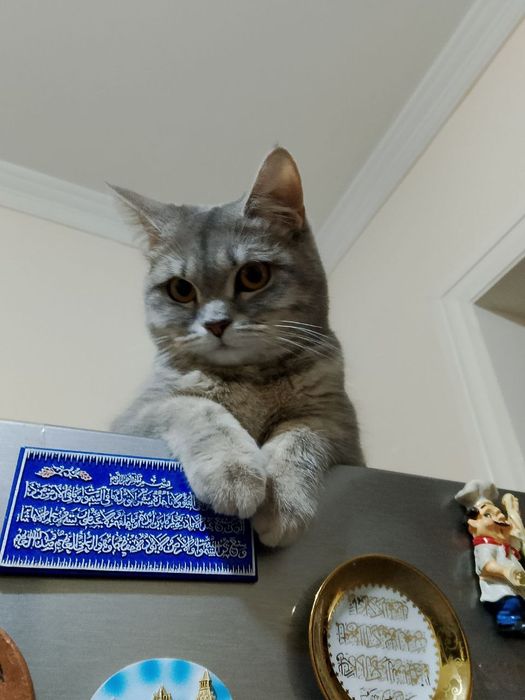 Ismi sally, zotdor. Sotishga