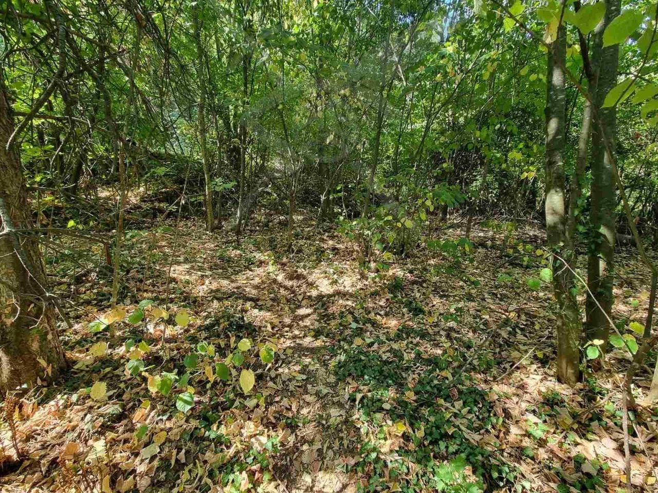 Продава се Парцел в с. Бачково, Област Пловдив - 529 кв.м за 18 €/кв.м - Снимка #1