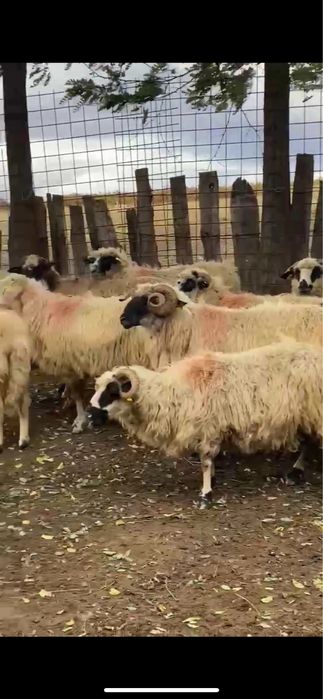 De vânzare-35 de oi