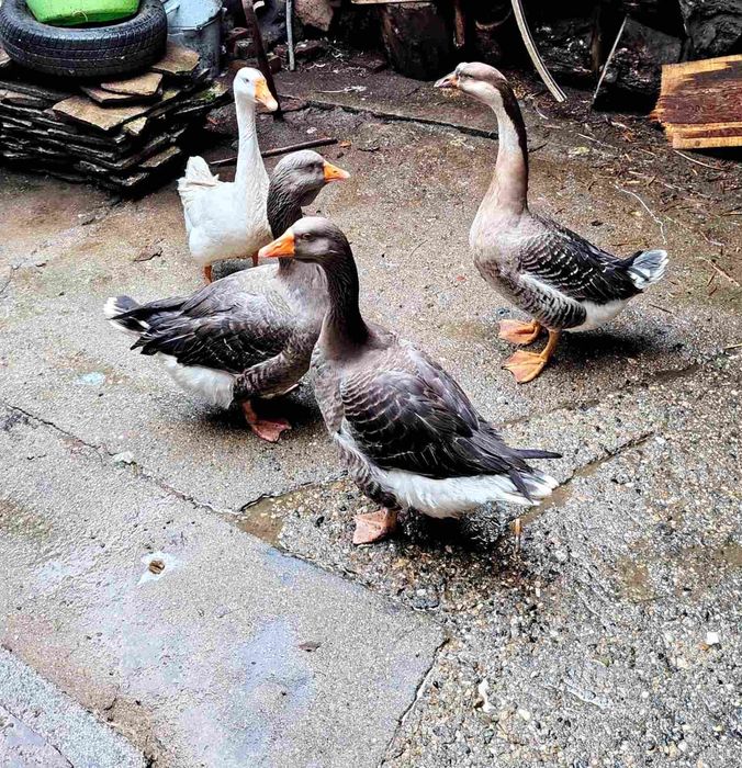 Селскостопански животни