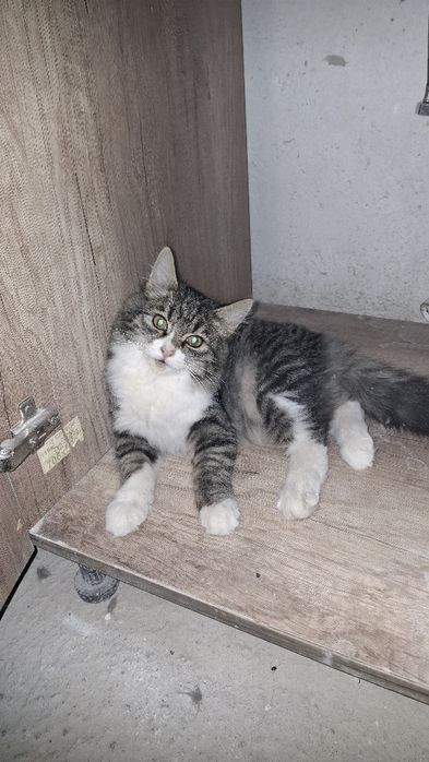 Zotli mushuk srochni