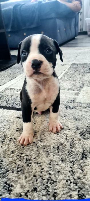 American Staffordshire Terrier