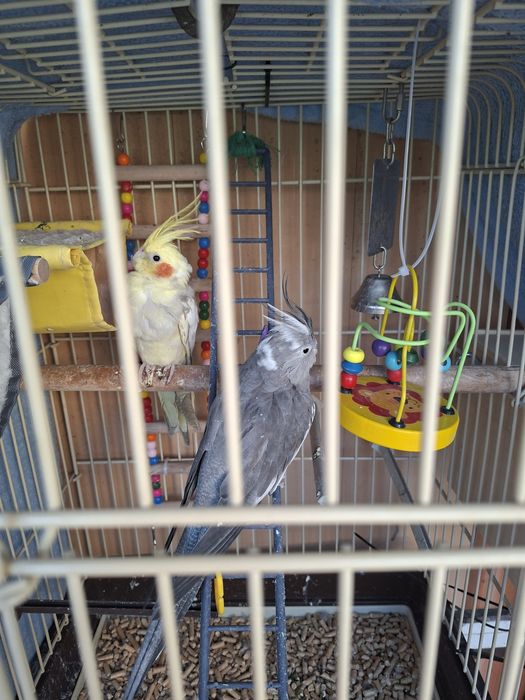 Vând papagali Nimfă mascul și femelă colivie și accesorii