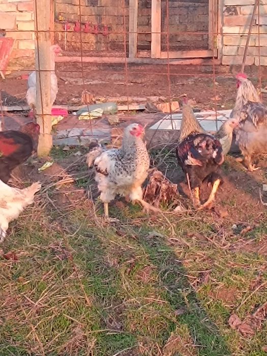 Млади петли на по 5 м