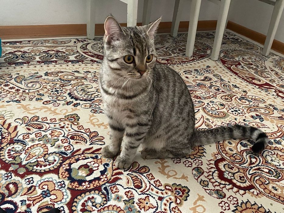 Отдам в добрые руки