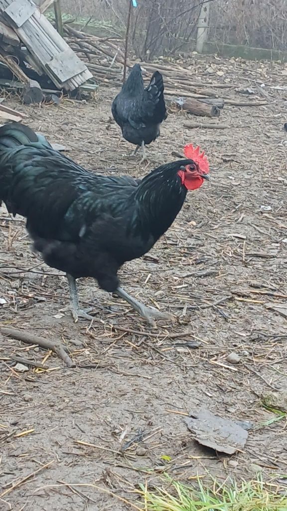 Cocoși Austrolop