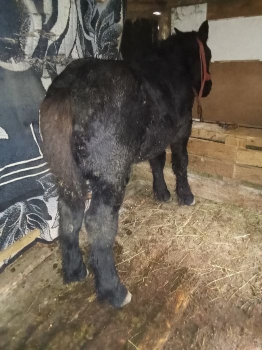 Vând mânzi din cai grei Manzu este seme greu muran