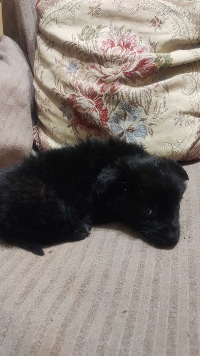 Малко кученце подарявам