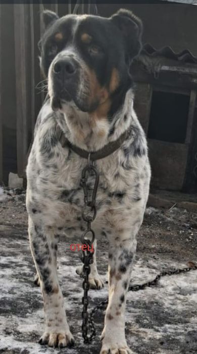 Продам щенков породы Алабай