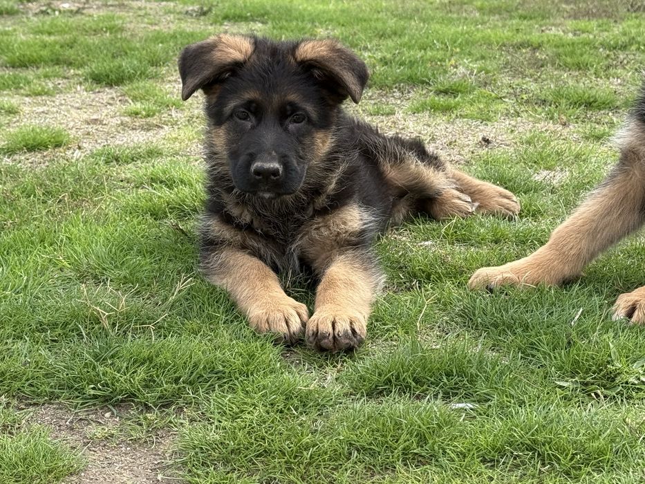 Немски овчарки с родословие