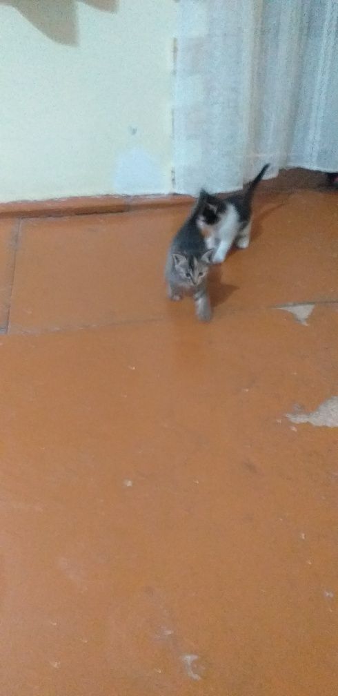 Отдам котят в добрые руки
