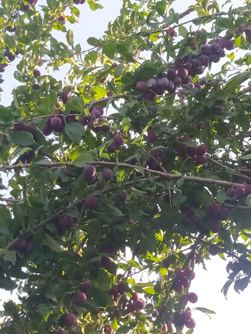 Слива бар көп мөлшерде.