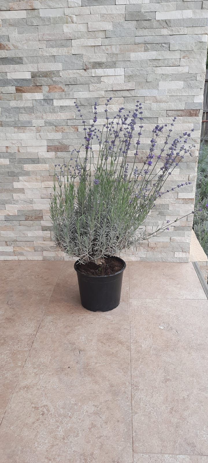 Butași lavanda la ghiveci