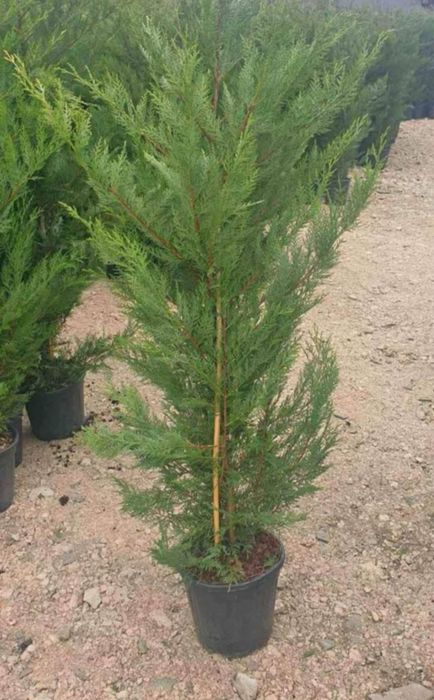 Leylandi toate inaltimile prindere 100%