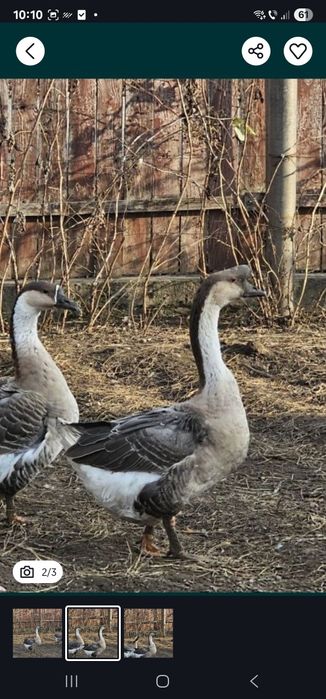 Vând Gascan Chinezesc