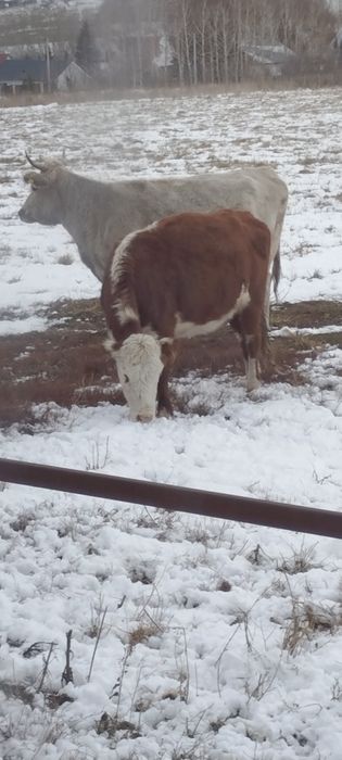 Продам срочно корову