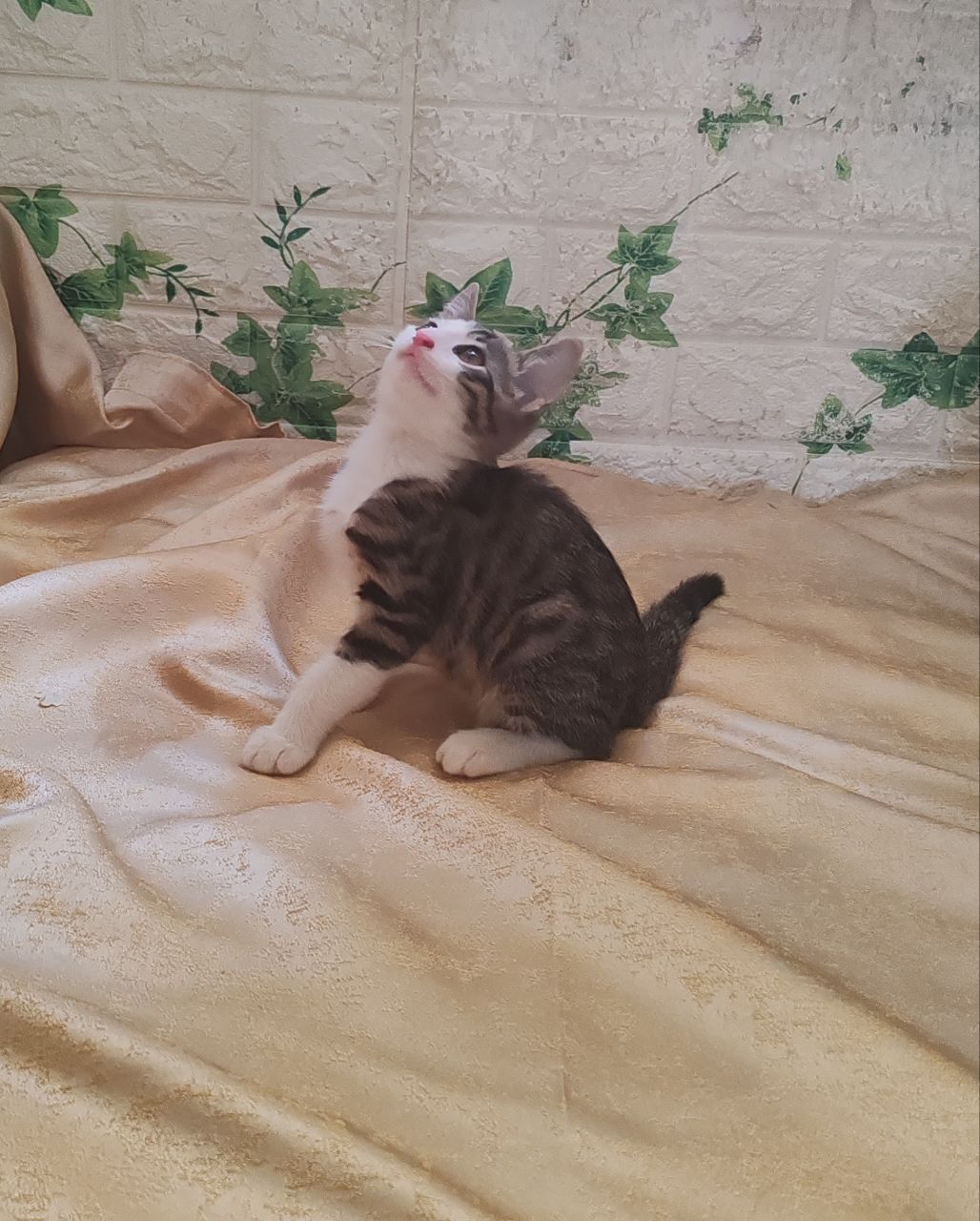 Котята в самые добрые руки
