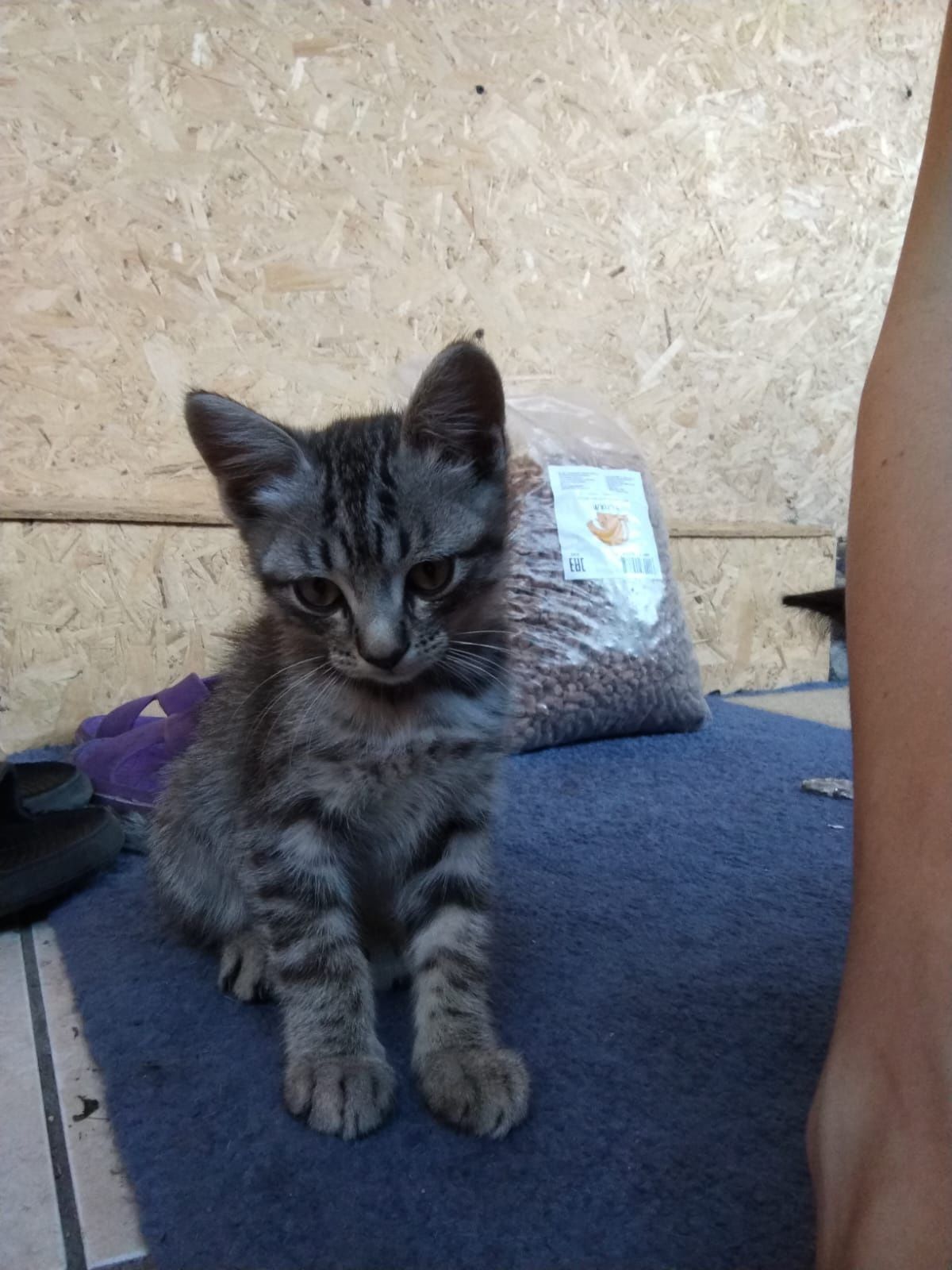 Котята !!! Отдам доброму человеку, любящему животных.