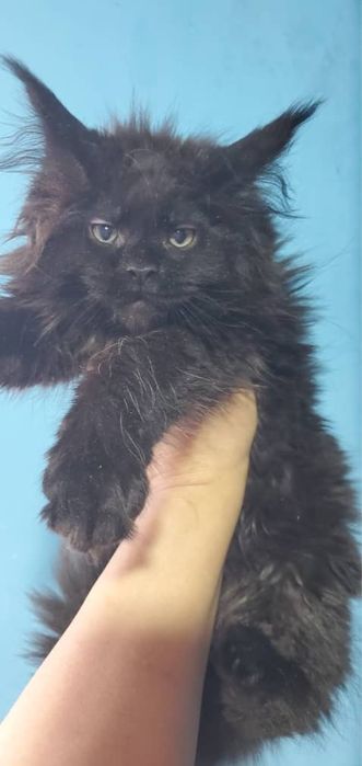 Мейн-кун котята продаётся