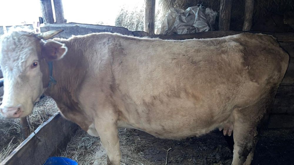 Соғымға Сиыр 1 аяқ 150.000₸