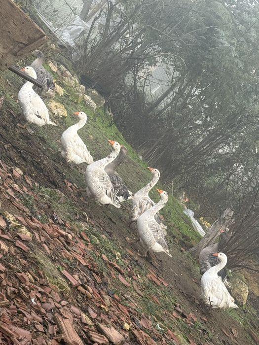 гъски продават се