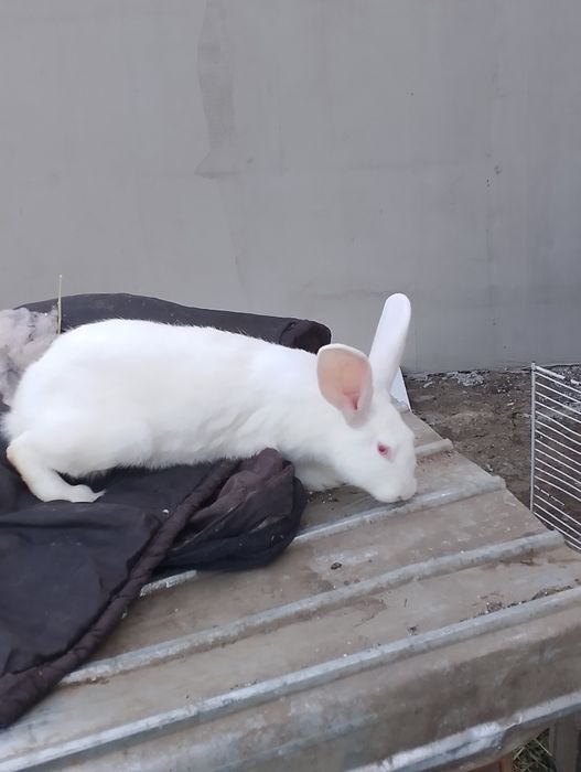 Iepuri de vânzare mari și mici