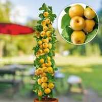 Pomi fructiferi columnari SUPERBI