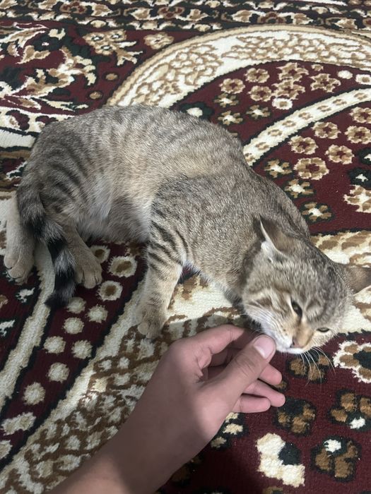 Mushuk sotiladi qz bola